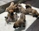 Boerboel Puppies for sale in Enterprise, AL 36330, USA. price: $250,000