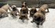 Boerboel Puppies for sale in Enterprise, AL 36330, USA. price: $250,000