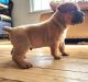 Boerboel Puppies for sale in Mason, MI 48854, USA. price: $3,500