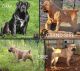 Boerboel Puppies for sale in Rockford, Illinois. price: $5,500