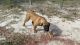 Boerboel Puppies for sale in Osteen, Florida. price: $1,200