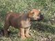 Boerboel Puppies for sale in Dallas, TX, USA. price: NA