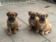Boerboel Puppies for sale in Indianapolis, IN, USA. price: NA
