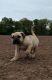 Boerboel Puppies for sale in Beverly Hills, CA 90210, USA. price: $650
