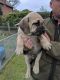 Boerboel Puppies for sale in Fresno, CA, USA. price: $900