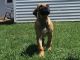 Boerboel Puppies for sale in Crown Point, IN 46307, USA. price: NA
