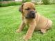Boerboel Puppies for sale in Central Ave, Jersey City, NJ, USA. price: $300