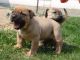 Boerboel Puppies for sale in Central Ave, Jersey City, NJ, USA. price: $400