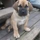 Boerboel Puppies for sale in Crown Point, IN 46307, USA. price: NA