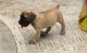 Boerboel Puppies for sale in Anderson, IN 46014, USA. price: NA