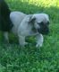 Boerboel Puppies for sale in Rochester, NY 14602, USA. price: NA