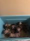 Boerboel Puppies for sale in Amherst, NY, USA. price: NA