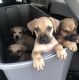 Boerboel Puppies for sale in Amherst, NY, USA. price: NA