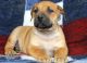 Boerboel Puppies for sale in Houston, TX, USA. price: NA