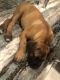 Boerboel Puppies for sale in Corpus Christi, TX, USA. price: NA