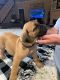 Boerboel Puppies for sale in Spring, TX 77373, USA. price: NA