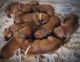 Boerboel Puppies for sale in Canandaigua, NY 14424, USA. price: NA
