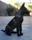 Bohemian Shepherd Puppies for sale in Texas City, TX, USA. price: NA