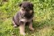 Bohemian Shepherd Puppies for sale in Missiouri CC, Elsberry, MO 63343, USA. price: NA
