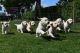 AKc German Shepherd Puppies