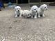 Bolognese Puppies for sale in Lewisville, TX, USA. price: NA