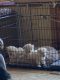 Bolognese Puppies for sale in Melmont Rd, Idaho, USA. price: NA