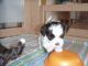 Bolognese Puppies for sale in Alton, ME 04468, USA. price: NA