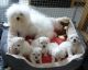 Bolognese Puppies for sale in Phoenix, AZ, USA. price: NA