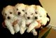 Bolognese Puppies for sale in 58503 Rd 225, North Fork, CA 93643, USA. price: NA