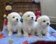 Bolognese Puppies for sale in Atlanta, GA, USA. price: NA