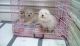 Bolognese Puppies for sale in Fairhope Ave, Fairhope, AL 36532, USA. price: NA
