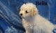 Bolognese Puppies for sale in Alaska St, Staten Island, NY 10310, USA. price: NA