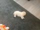 Bolognese Puppies for sale in Ketchikan, AK 99901, USA. price: NA