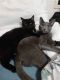 Bombay Cats for sale in Kingman, AZ, USA. price: NA