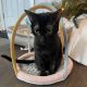 Bombay Cats for sale in Worcester, MA, USA. price: $60