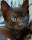 Bombay Cats for sale in 2384 E Maple Rd, Troy, MI 48083, USA. price: $250