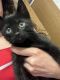 Bombay Cats for sale in Magnolia, TX, USA. price: $150