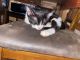 Bombay Cats for sale in Cicero, IL, USA. price: $450