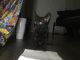 Bombay Cats for sale in Jersey Village, TX, USA. price: $175