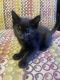 Bombay Cats for sale in Salisbury, NC 28144, USA. price: $250