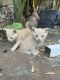 Bombay Cats for sale in Whittier, CA, USA. price: $20