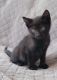 Bombay Cats for sale in Westfield, MA 01085, USA. price: $150