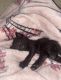 Bombay Cats for sale in 11408 1/2 Dodson St, El Monte, CA 91732, USA. price: NA