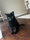 Bombay Cats for sale in Kissimmee, Florida. price: $100