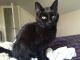 Bombay Cats for sale in Jerome, AZ 86331, USA. price: NA