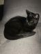 Bombay Cats for sale in Tucson, AZ, USA. price: NA