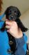 Borador Puppies for sale in Adrian, OR 97901, USA. price: NA