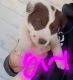 Borador Puppies for sale in Gaffney, SC 29341, USA. price: NA