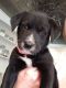 Borador Puppies for sale in Bucyrus, OH 44820, USA. price: NA