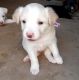 Borador Puppies for sale in Blythe, CA, USA. price: $1